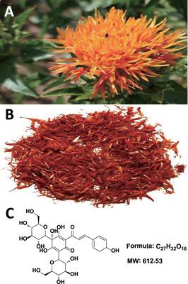 Therapeutic Potential of Hydroxysafflor Yellow A on Cardio-Cerebrovascular Diseases